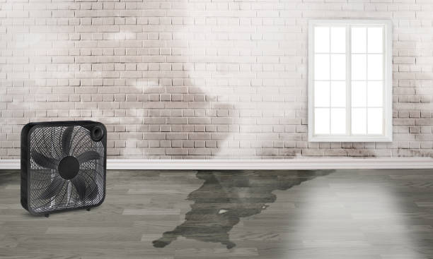 Best Carpet water damage restoration  in Kemp, TX